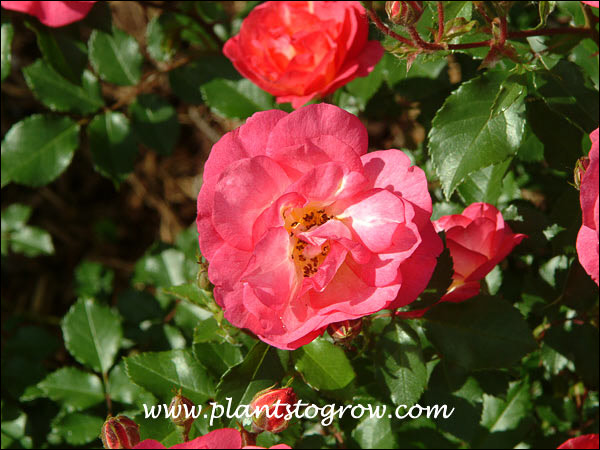 Rose Sunset Sunrise
